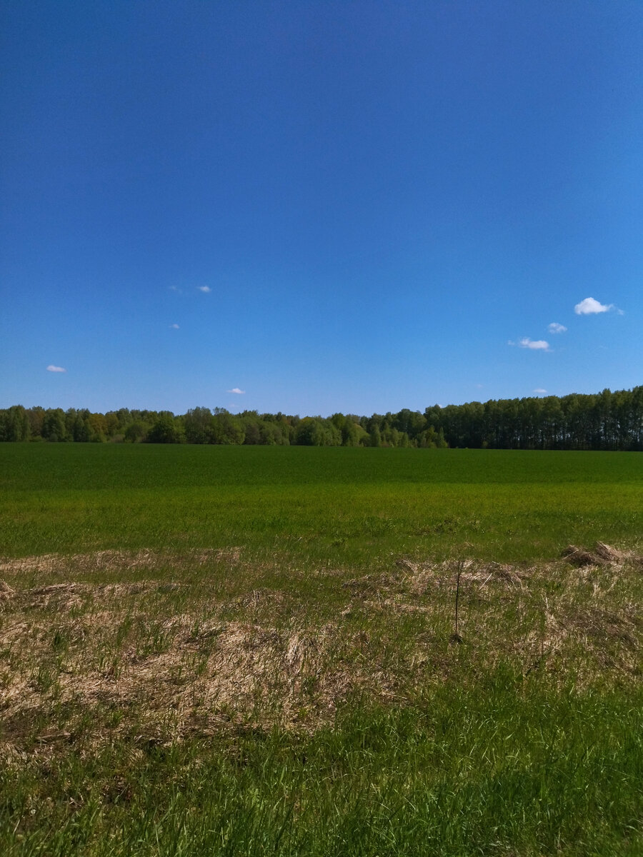 Взошли озимые