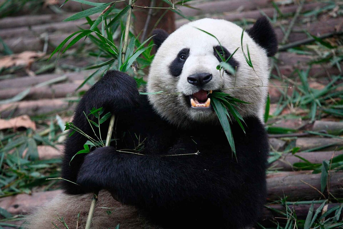 Как получилось, что панды — хищники и почему они перестали есть мясо?