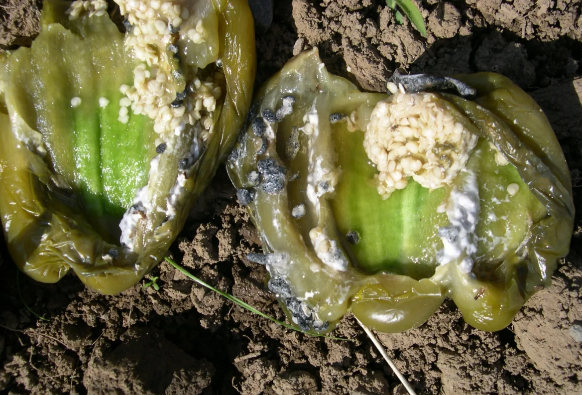 Фото с сайта hackyou.ru. Использовано для примера. 