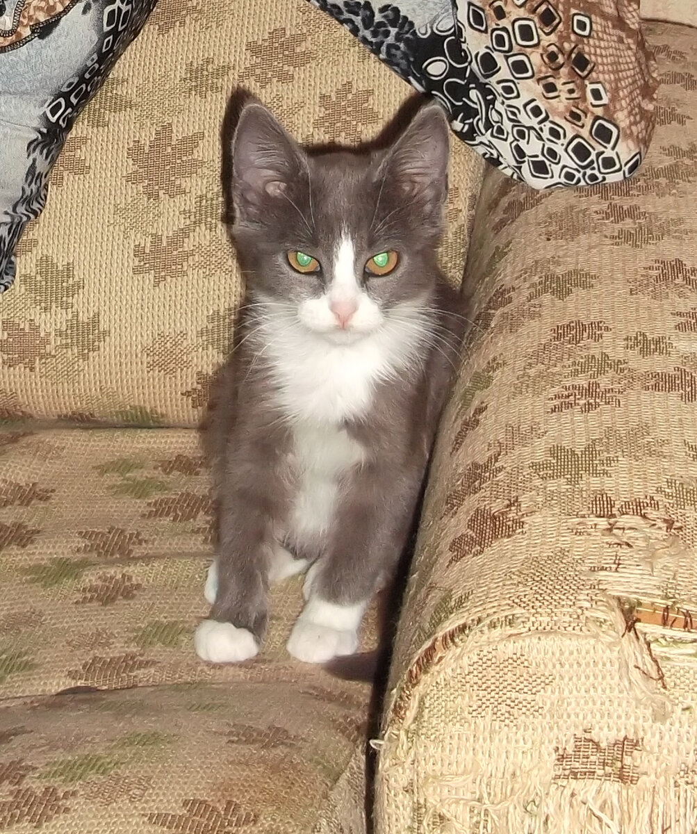 Фото из личного архива. Варвара уже освоилась дома