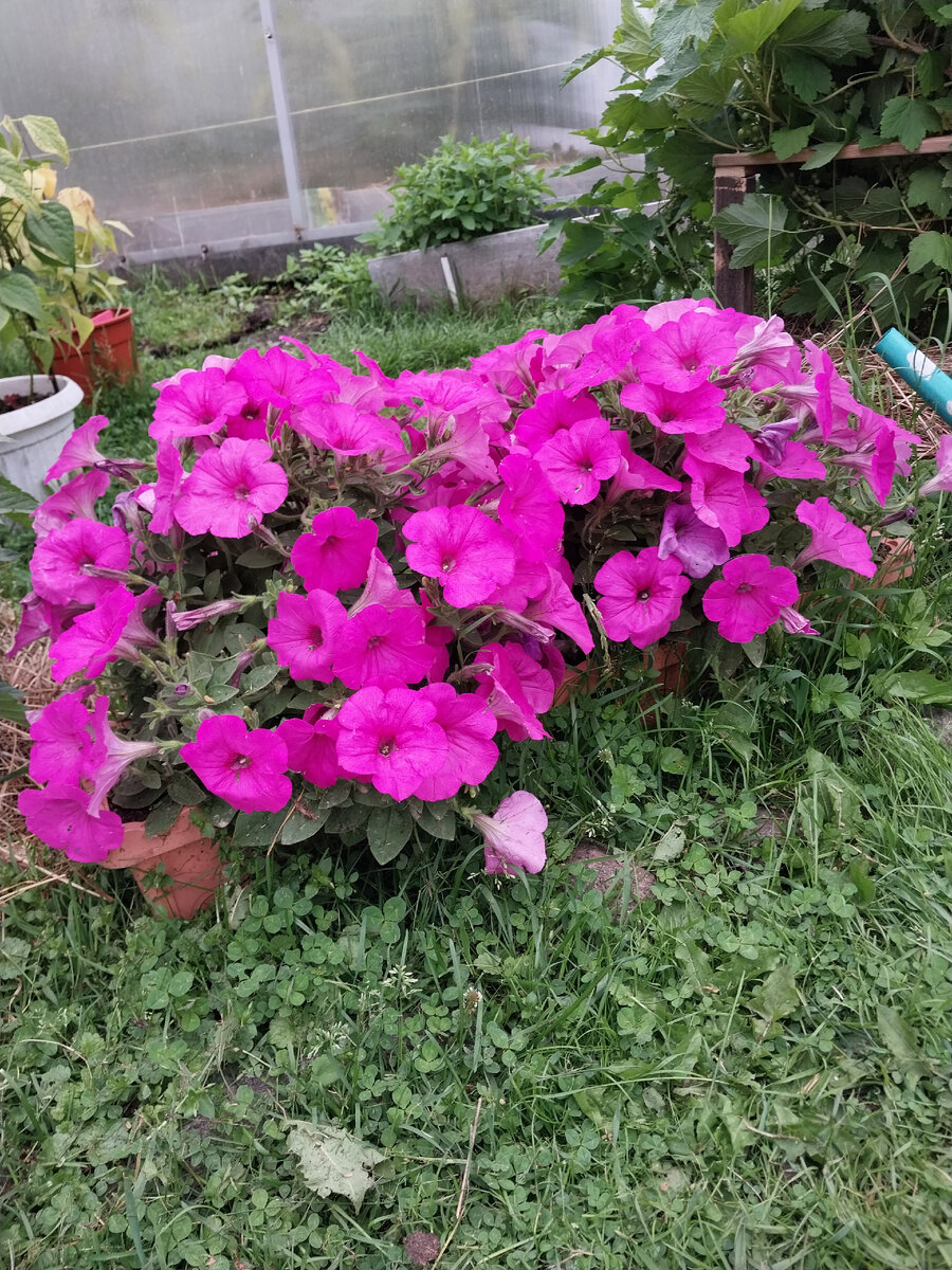 Вот тут 2 петунии.