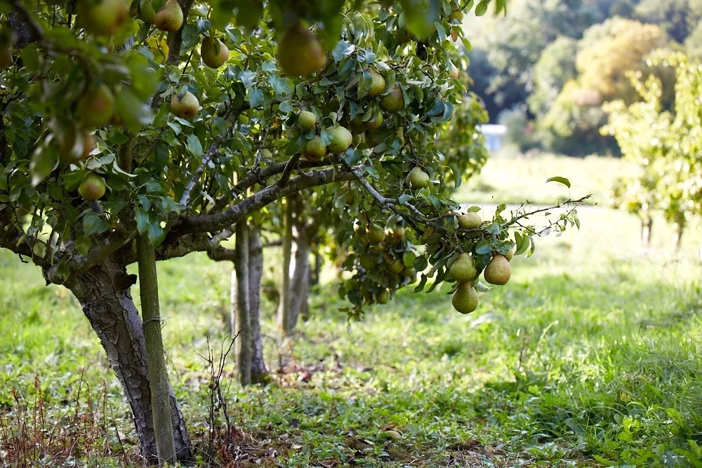 Как растет груша фото дерево