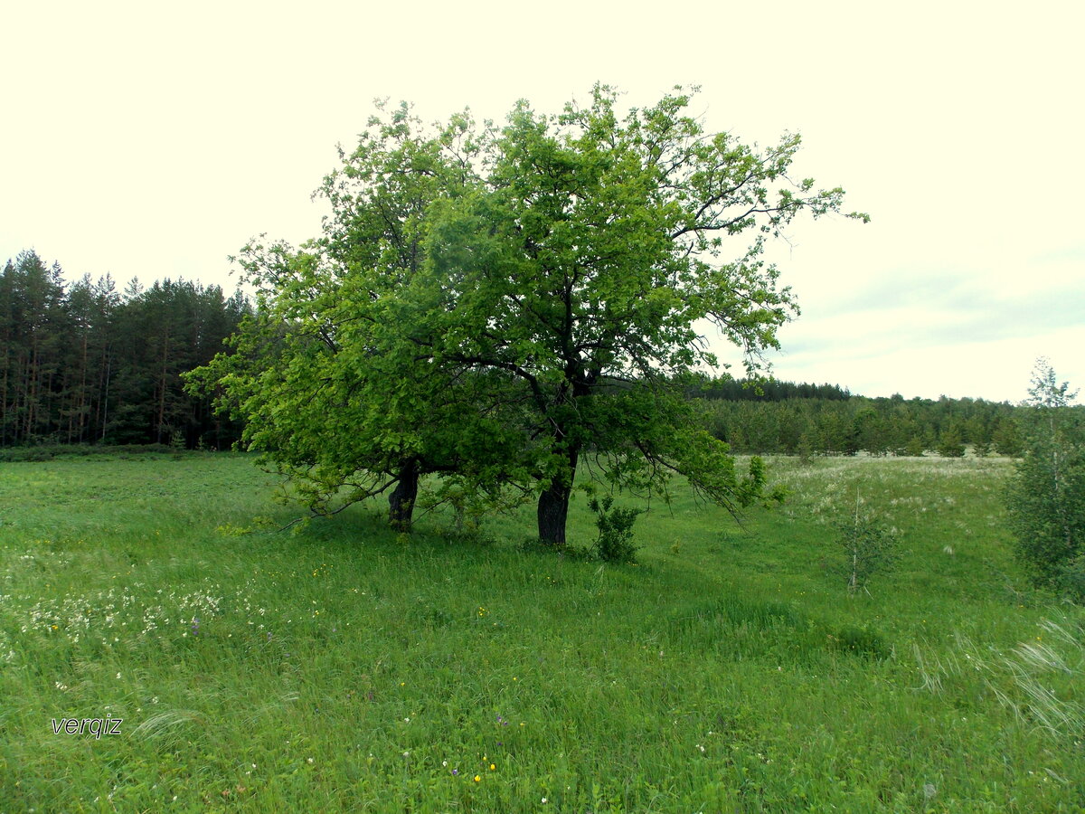 Деревья самарской области фото с названиями