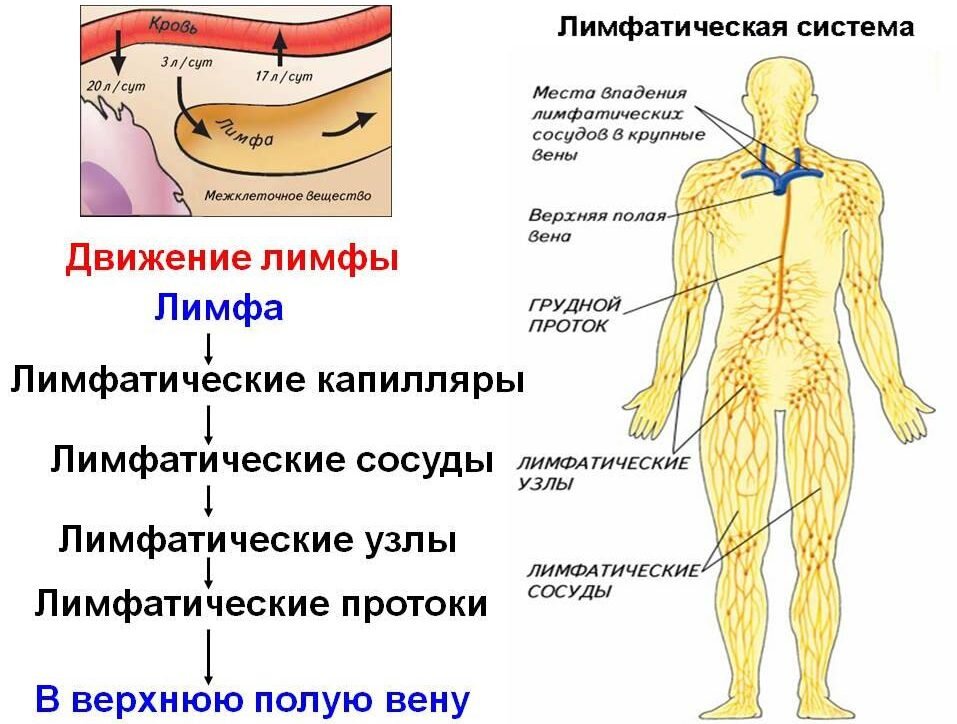 Как проходит лимфатическая система у человека фото Лимфатическая система. 3 факта, почему важно о ней заботиться и 6 основных причи