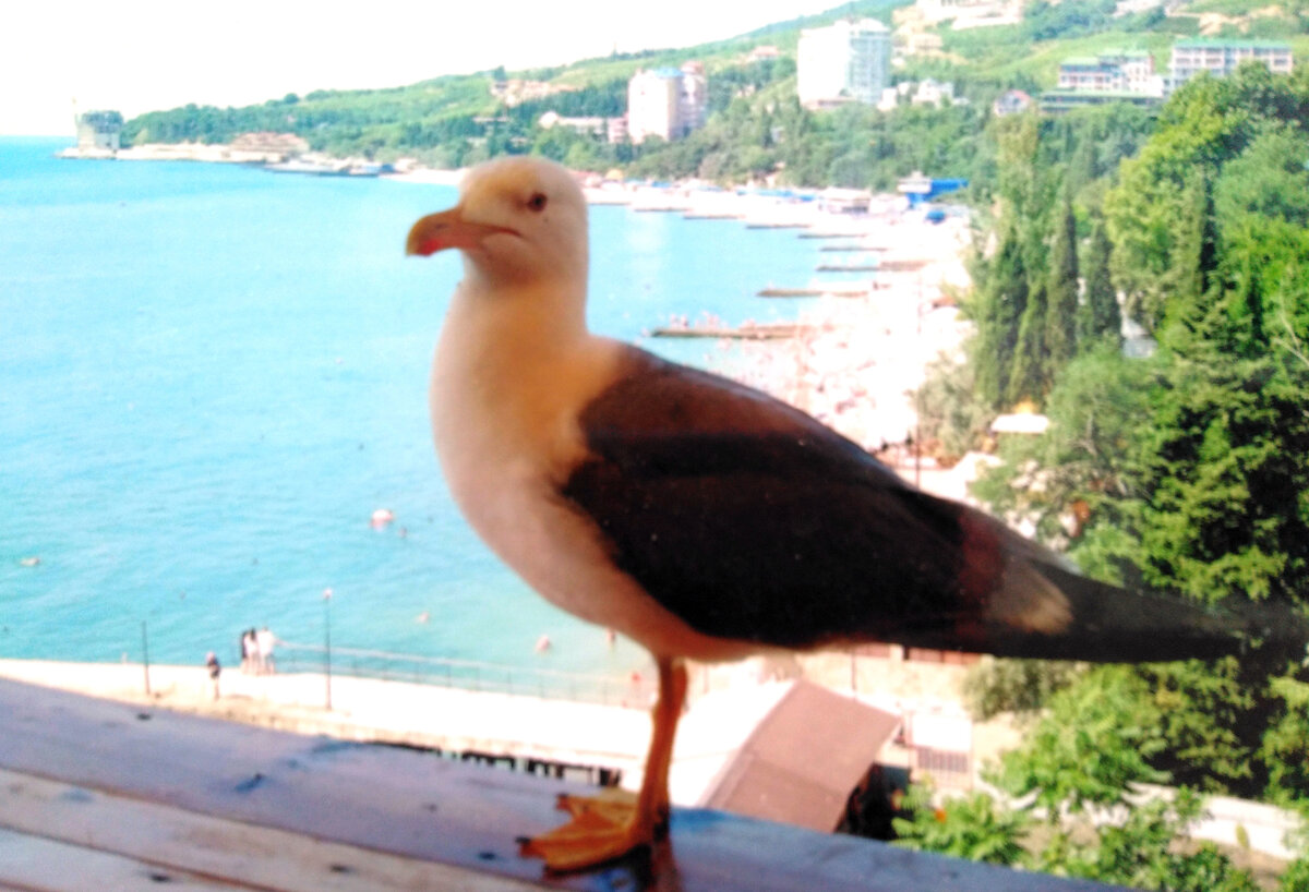 Гурзуф фото автора