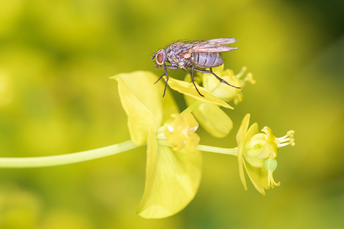 Луковая муха