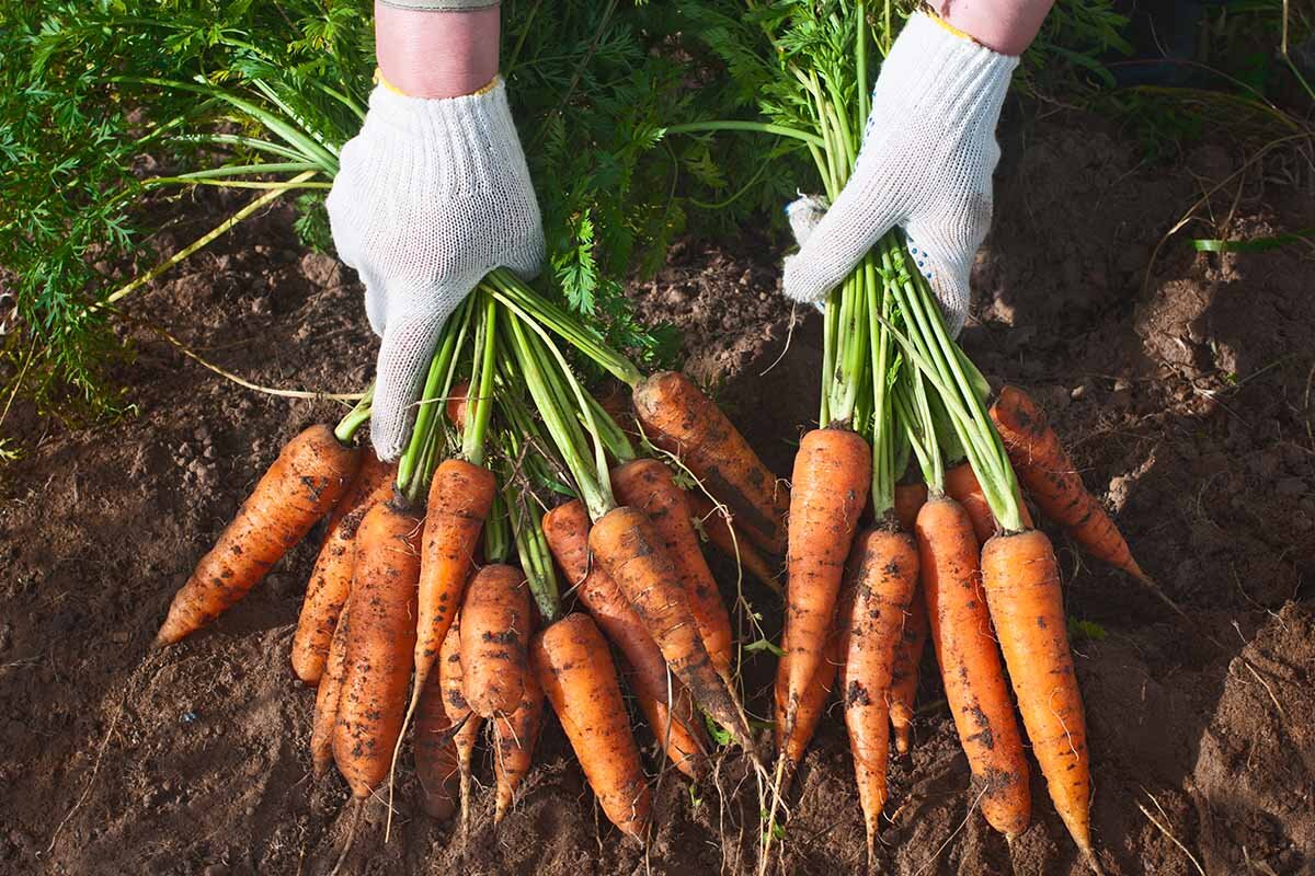 Как поливать морковь в открытом грунте, чтобы получить щедрый урожай? Опытные огородники знают, что одной водой здесь не обойдешься.-2