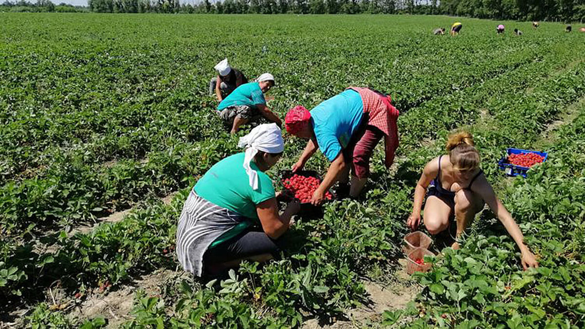 Украинцы в поле. Украинцы на клубнике в Польше. Клубничные плантации в Польше. Украинцы в Польше на плантации клубники. Сбор клубники в Польше.