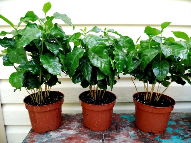 Кофейное дерево на подоконнике — особенности выращивания