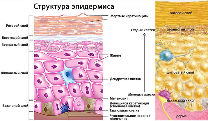 Структура эпидермиса