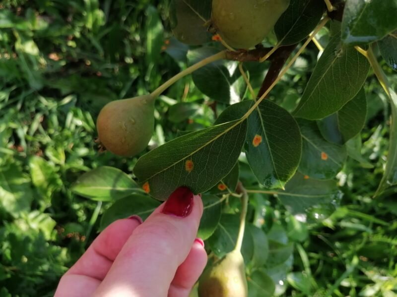 Спасаем грушу от ржавчины