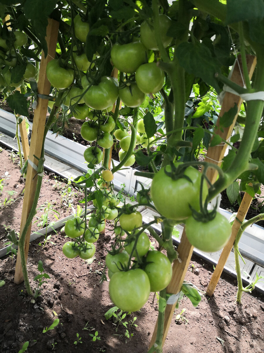 Теплица в июле