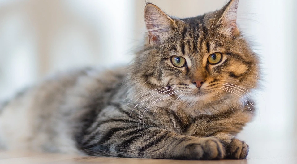 Почему кошка не ест: 11 причин и что с этим делать | Домашние животные -  самое важное | Дзен