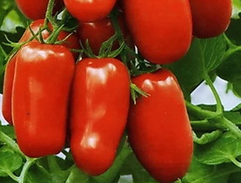 Томат Рубиновый кулон. Фото с пачки семян