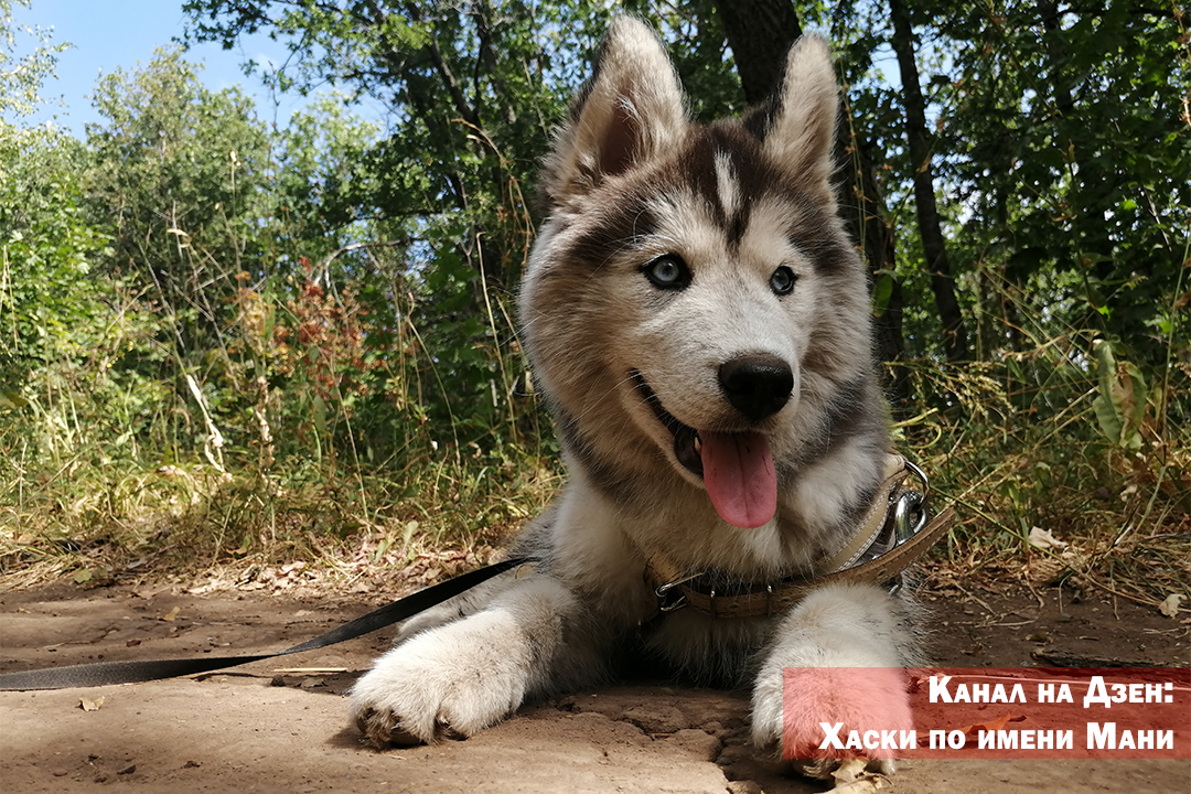 Казалось бы, ответ на поставленный вопрос довольно прост: запрещать! Но как? Для того, чтобы понять, как запретить, нужно разобраться в корне проблемы.  Из-за чего возникает подобная реакция?