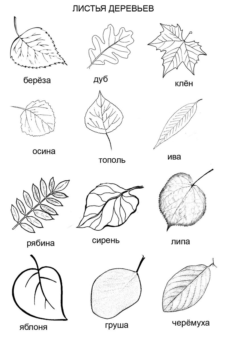 Рисунки на листьях клёна