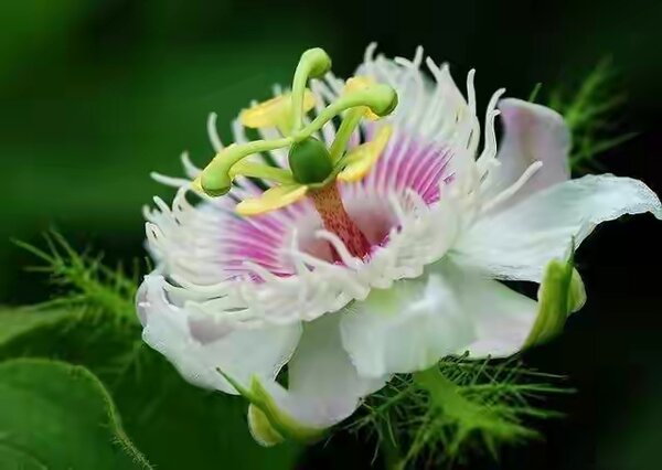 20 de plante cu aspect ciudat care există în natură