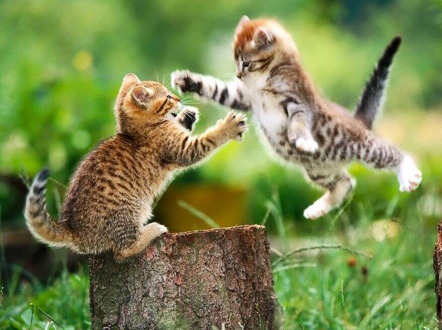 Котята. Фото из Яндекс картинки