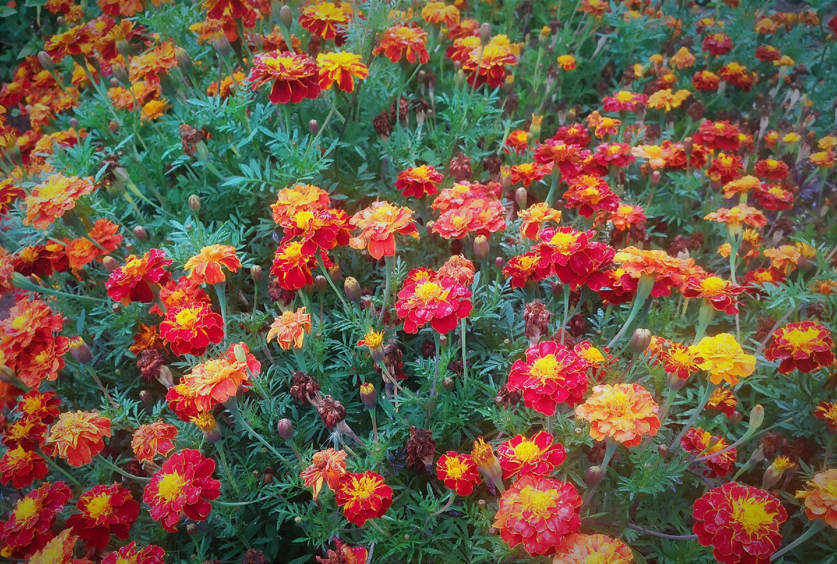 Бархатцы - солнечное сокровище. Фото автора