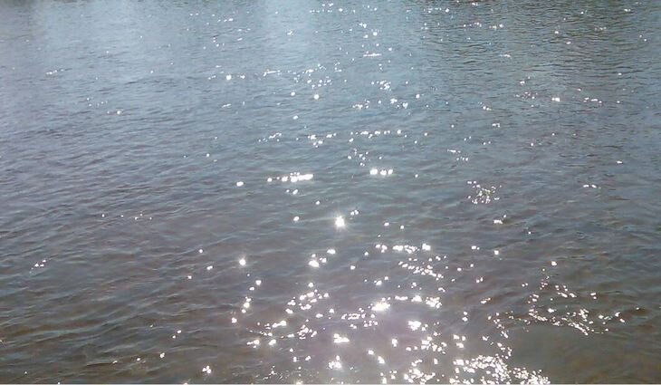    За яйца водных жуков-гребляков гурманы готовы платить астрономические суммы