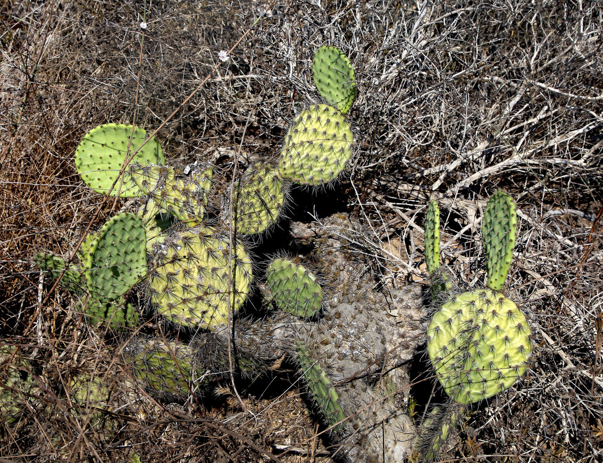Заказник Torrey Pines State Reserve