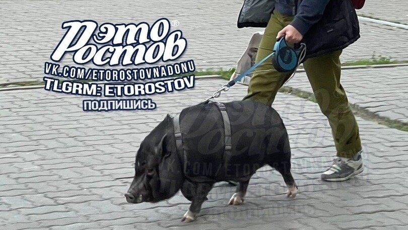     В Ростове-на-Дону заметили женщину, которая выгуливала на поводке большого кабана, сообщили они в соцсети «ВКонтакте».