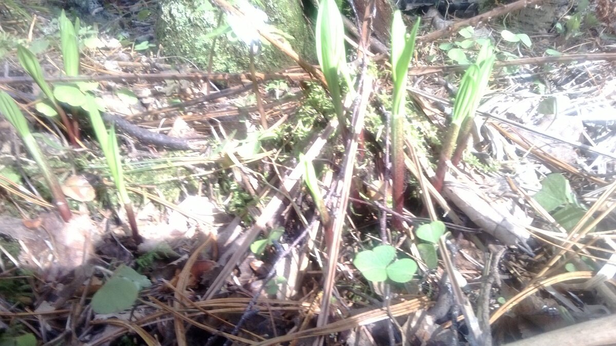 Колба(черемша).