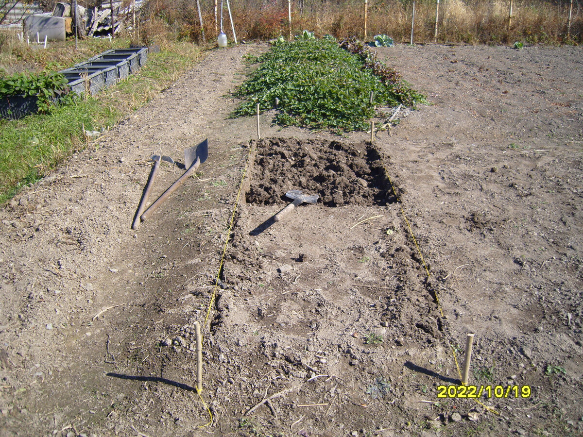 Участок под новую грядку клубники