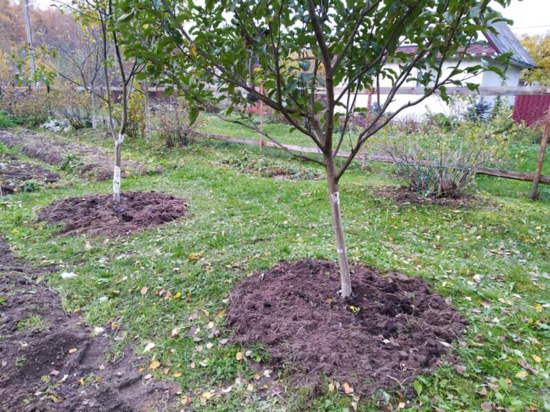 Обработка сада осенью