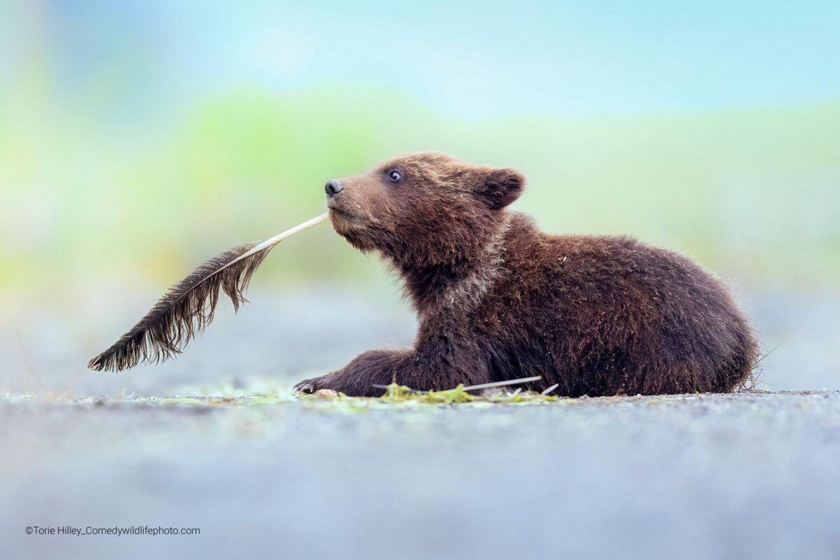 © Torie Hilley.
Финалист Comedy Wildlife Photography Awards’2022