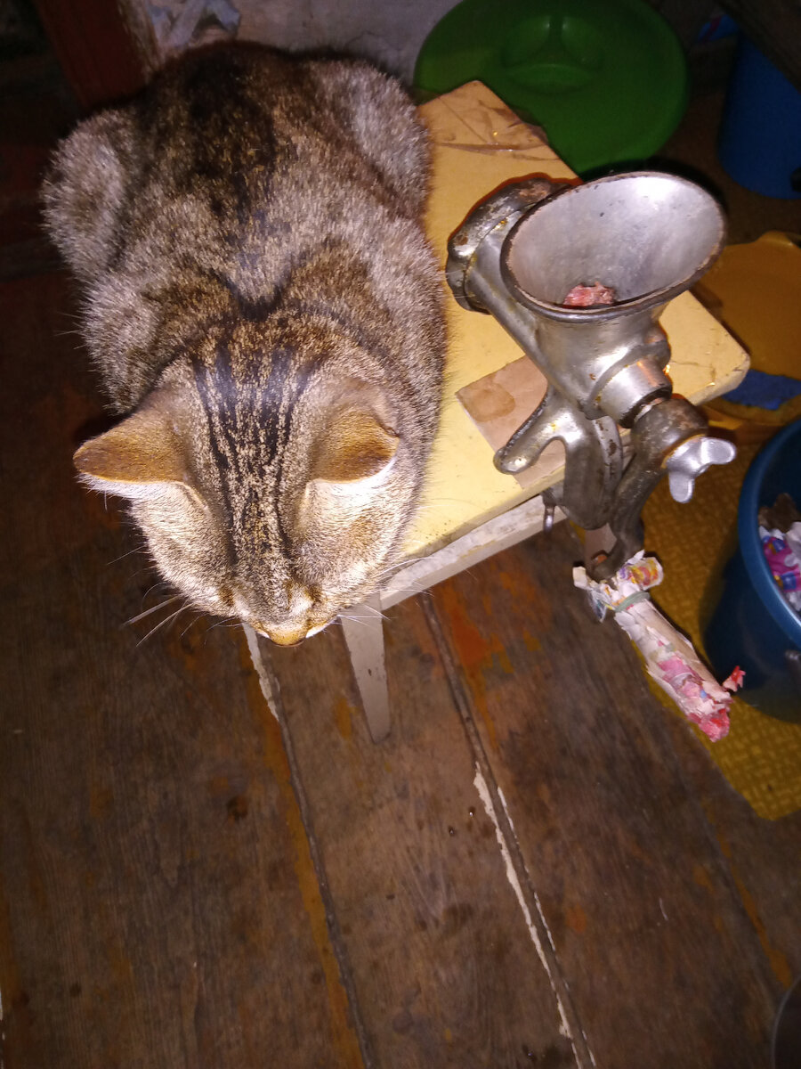 Кошка Сычик и мясорубка