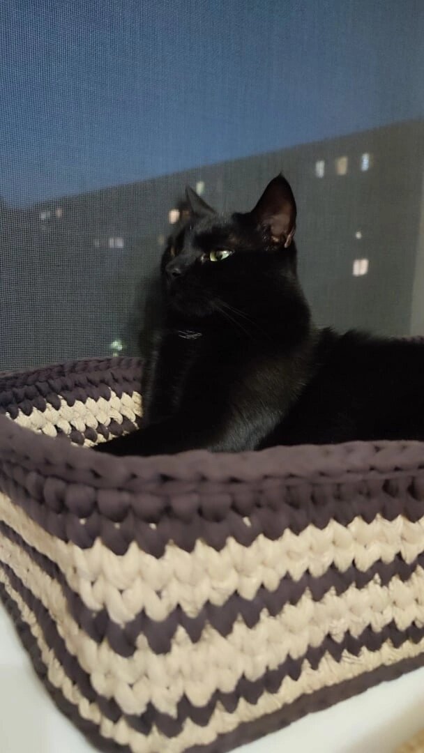 Гордый обладатель новой лежанки