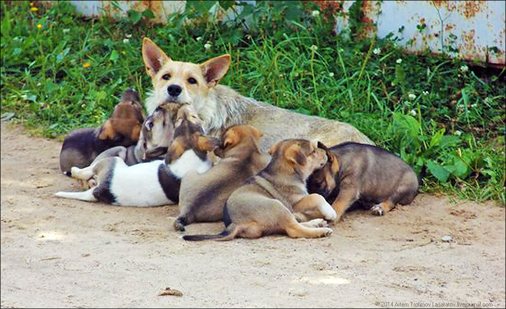 Фото дворняжек собак щенков и взрослых