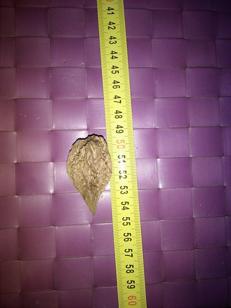 Фото 1. Орех Ланкастерский.