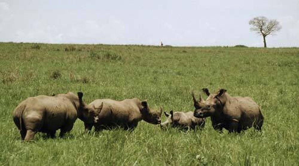Сегодня в национальном парке Гарамба (Конго) обитает южный подвид белых носорогов.