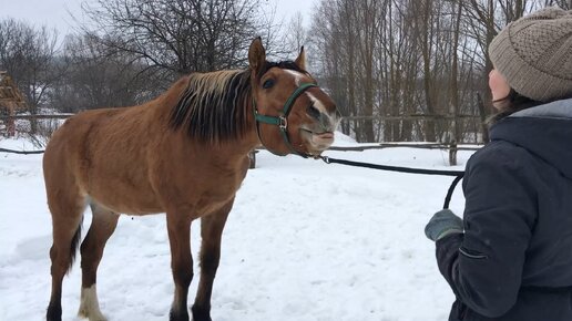 Приходиться брать все в свои руки. Начинаем работать с жеребенком. Жизнь простых людей в деревне