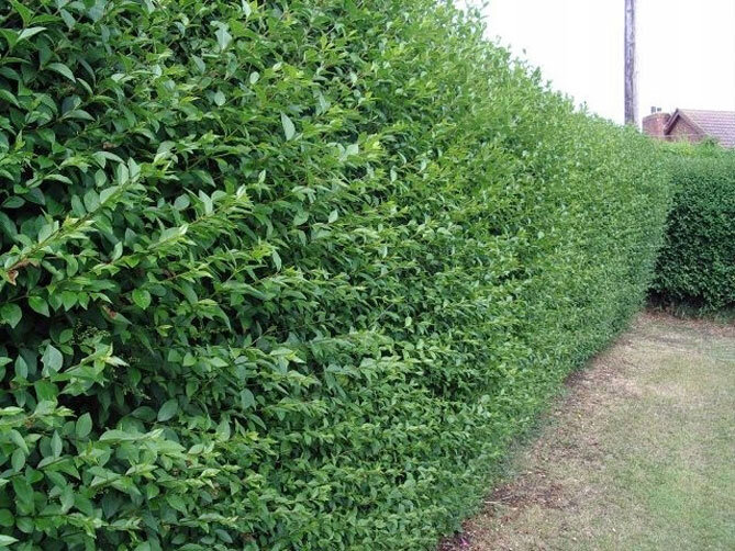 Изгородь из обыкновенной бирючины