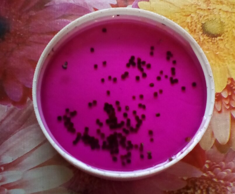 марганцовка помидоров. рассады марганец это. семена перца в марганцовке. протравливание семян томатов. протравливание семян марганцовкой.