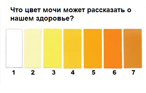 Причины темной мочи у женщин и мужчин