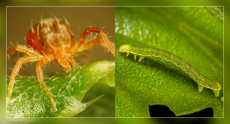 Почковый клещ и пяденица