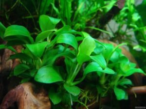     Анубиас нана является аквариумным растением, которое очень популярно среди аквариумистов – и любителей, и профессионалов. Нана – это любимиц тех, кто предпочитает живую фауну в своем водном мире.-2