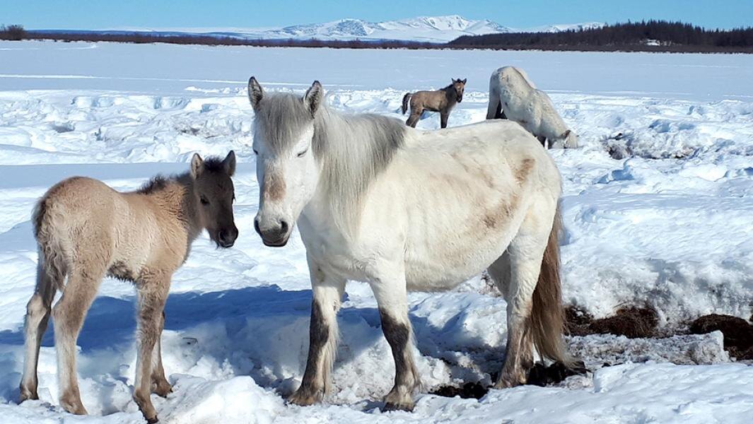 Дикие лошади. Фото: Pleistocene Park/facebook.com