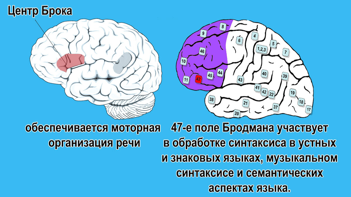 Зона отвечающая за речь. Двигательный центр речи центр Брока. Речевые центры Брока и Вернике. Речевые центры. Зона Брока. Зона Вернике.