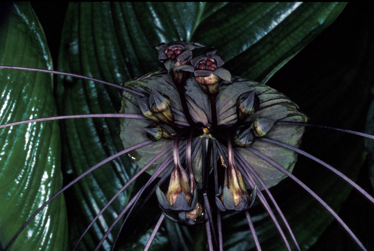 Цветок Такка