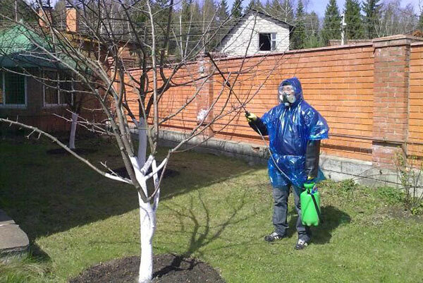 Любимый нами абрикос является выходцем из теплых районов Армении, Индии, Китая. Болезни абрикосовых деревьев и их лечение – фото на странице, связаны с изменением условий обитания. В климате, нехарактерном для дерева, развиваются грибковые и неинфекционные заболевания, снижая продуктивность сада. Только профилактика и правильный уход помогут избежать распространения болезней.