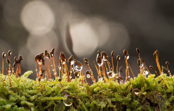 Добавьте описание