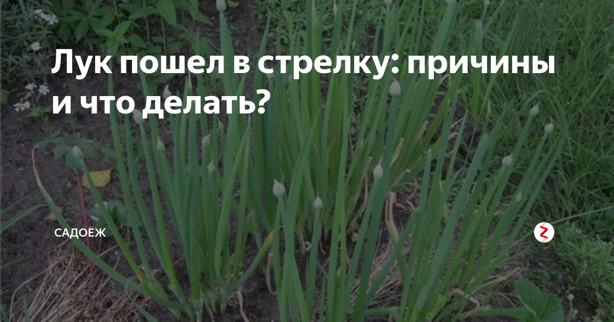 Что дали стрелку. Лук пошел в стрелку что делать. Стрела лука репчатого. Лук стрелки севок. Посадка лука на стрелы.