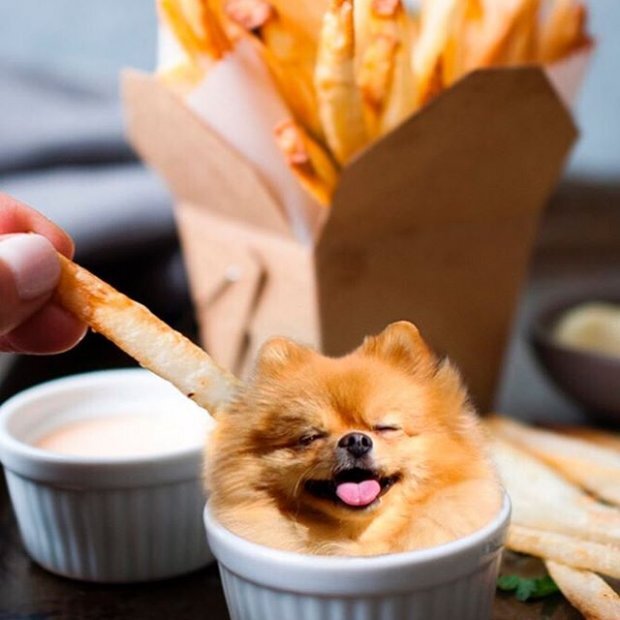Собаки "в еде" в Instagram-аккаунте "Dogs in Food" 