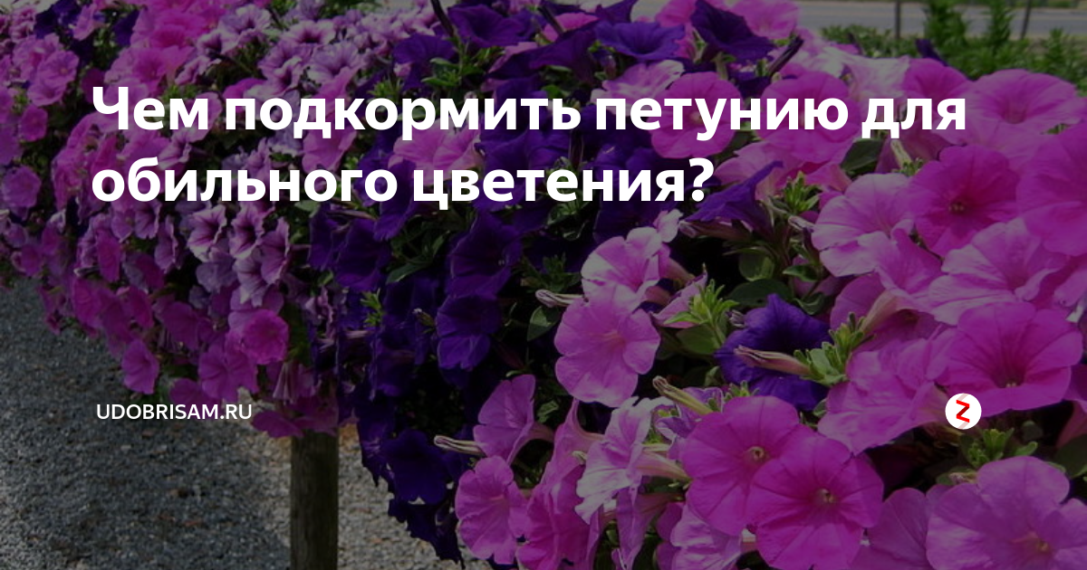 Условия для обильного цветения. Подкормить петунию для обильного цветения. Подкормка для петунии для обильного цветения. Подкормка петунии для пышного цветения в кашпо. Скор для петунии.