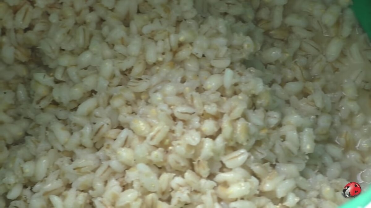 фото перловка запаренная термосе